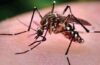 What has caused a significant increase in mosquito populations in San Diego?