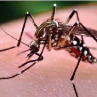 What has caused a significant increase in mosquito populations in San Diego?